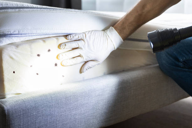 Best Emergency Pest Control  in St Clair, MO
